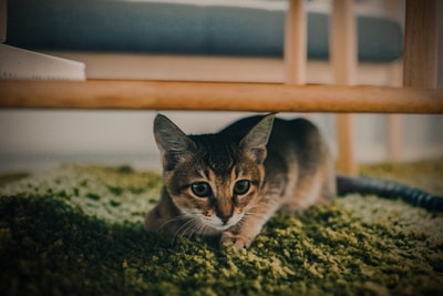 棕色木框下棕色斑猫的选择性聚焦摄影